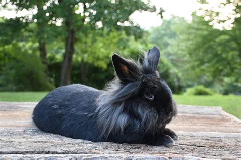 adult lionhead bunny|single mane lionhead rabbit.